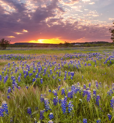 Highland Lakes Bluebonnets Hill Country