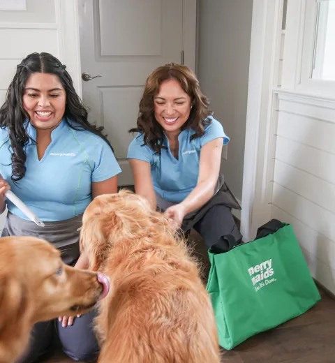 Merry Maids playing with dogs