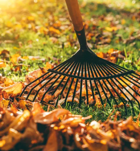 Rake leaves in autumn | Merry Maids