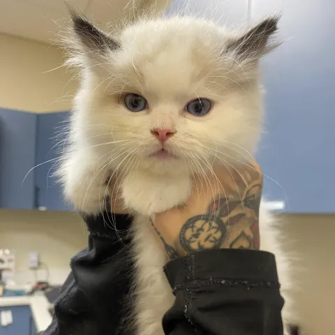White kitten