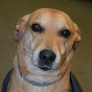 tan colored dog wearing a blue collar
