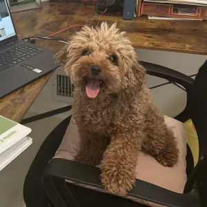 dog sitting in an office chair