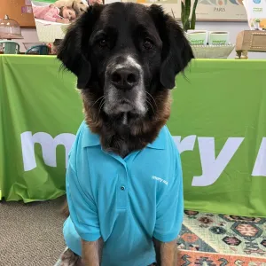 dog with merry maids polo shirt