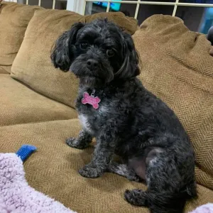 Remi
