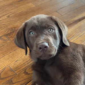 Hobey, a chocolate Labrador puppy, the Merry Maids of Reading Chief Happiness Officer