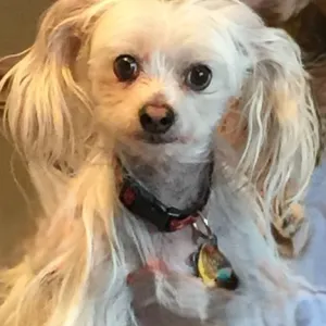 obie office mascot