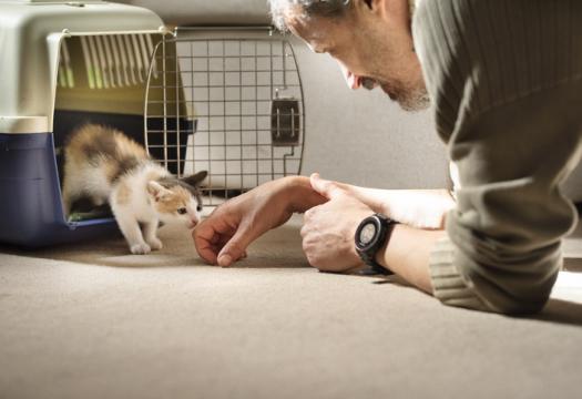 Adopted kitten taking his first steps out of a pet carrier to his new family | Merry Maids