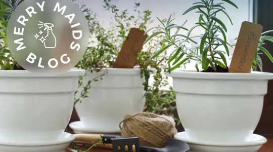 Plants on windowsill