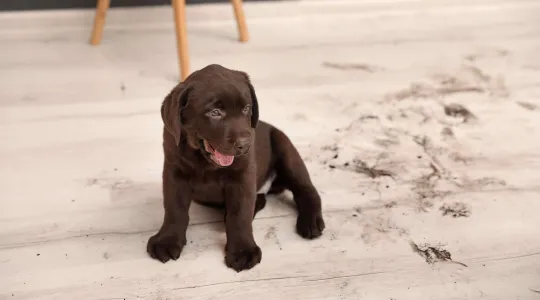 Puppy with Muddy Paw Prints