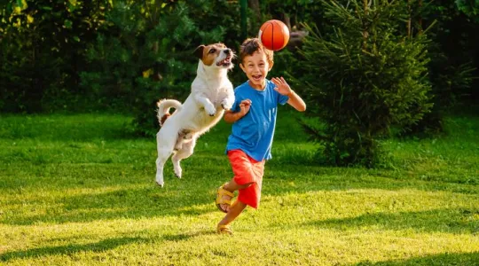 Dog and boy playing in grass.