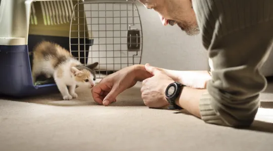 Adopted kitten taking his first steps out of a pet carrier to his new family | Merry Maids