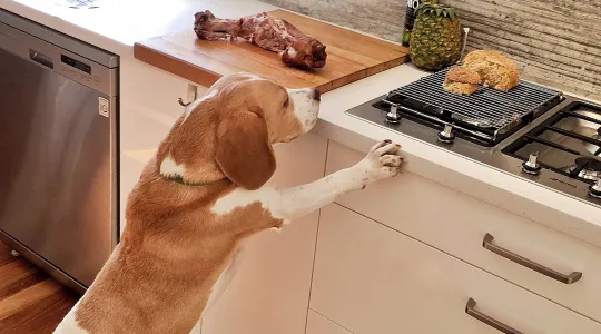 Cleaning Kitchen Cabinets