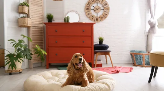DIY Dog Bed | Merry Maids