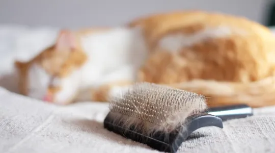 Cat sleeping next a brush full of fur | Merry Maids