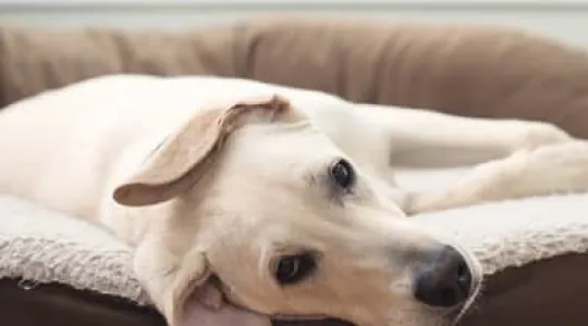 dog laying in a clean dog bed