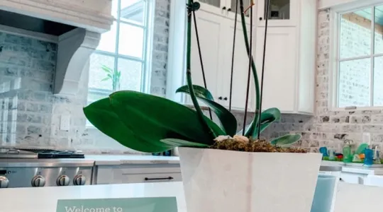 A note to a Merry Maids customer next to a plant on a kitchen counter | Merry Maids