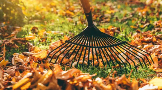 Rake leaves in autumn | Merry Maids