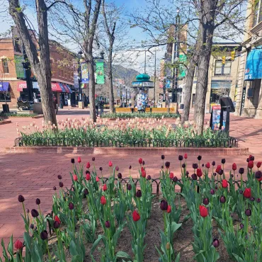 Local Boulder Home Cleaning Service