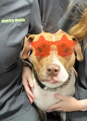 dog wearing star sunglasses