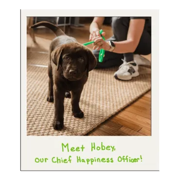 Hobey the chocolate lab puppy — captioned "Meet Hobey, Our Chief Happiness Officer!"