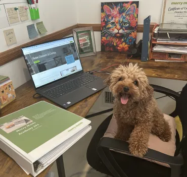 dog sitting in an office chair