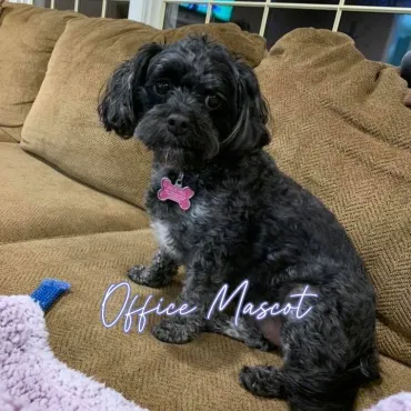 Office Mascot