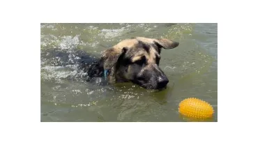 Water Calling