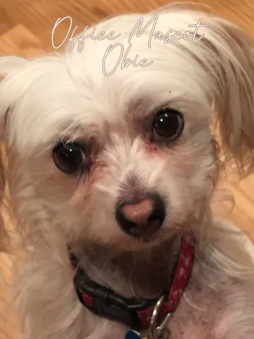 Obie-Office Mascot